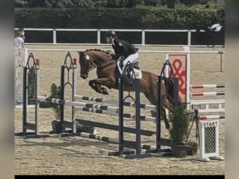 German Riding Pony Gelding 15 years 14,1 hh Brown in Kade
