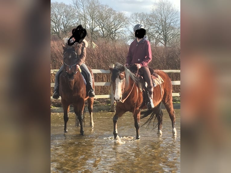 German Riding Pony Mix Gelding 15 years 14,1 hh Brown in Börm