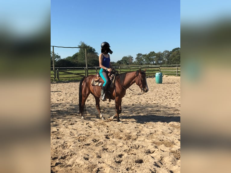 German Riding Pony Mix Gelding 15 years 14,1 hh Brown in Börm
