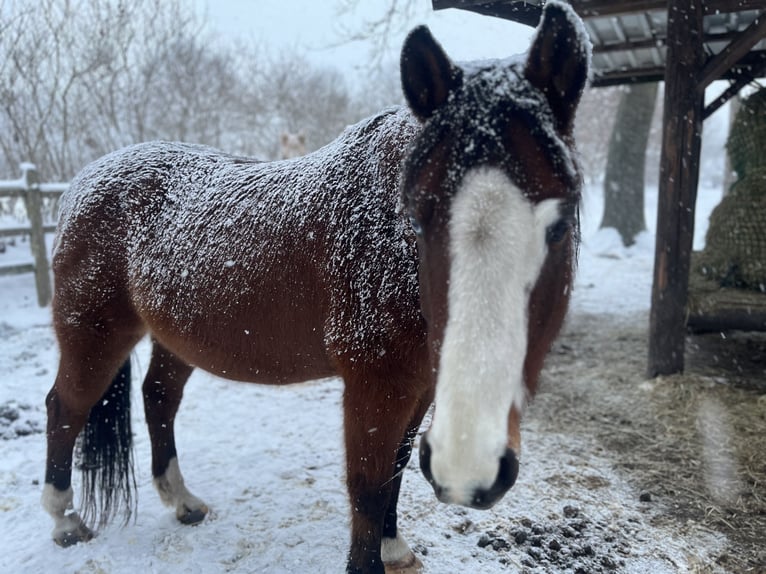 German Riding Pony Mix Gelding 15 years 14,1 hh Brown in Börm