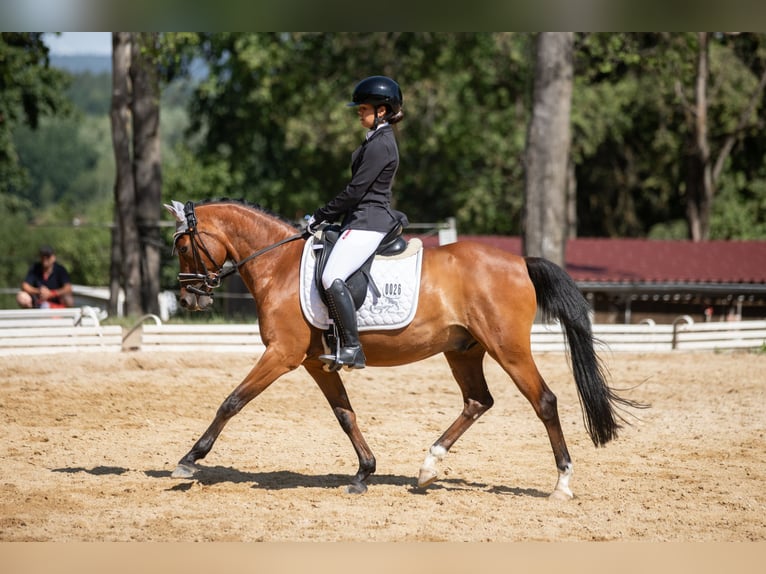 German Riding Pony Gelding 15 years 14,1 hh Brown in Illschwang