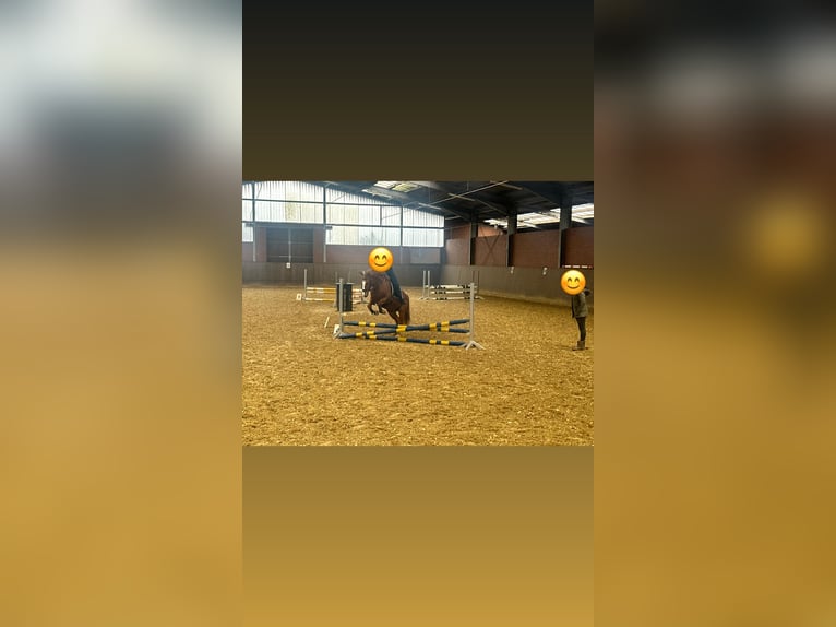 German Riding Pony Gelding 15 years 14,1 hh Chestnut-Red in Marl