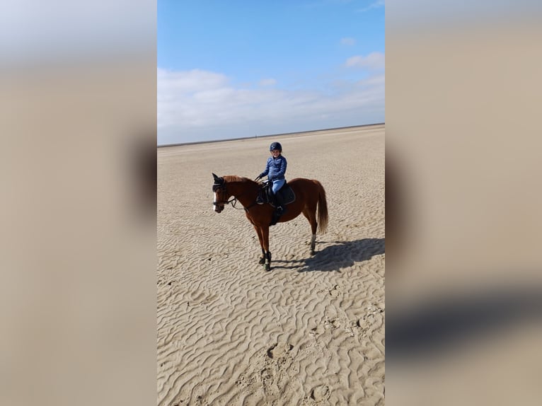 German Riding Pony Gelding 15 years 14,1 hh Chestnut-Red in Bodenfelde