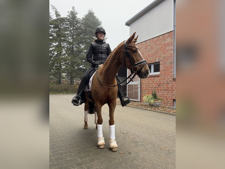 German Riding Pony Gelding 15 years 14,1 hh Chestnut-Red in Bad Zwischenahn