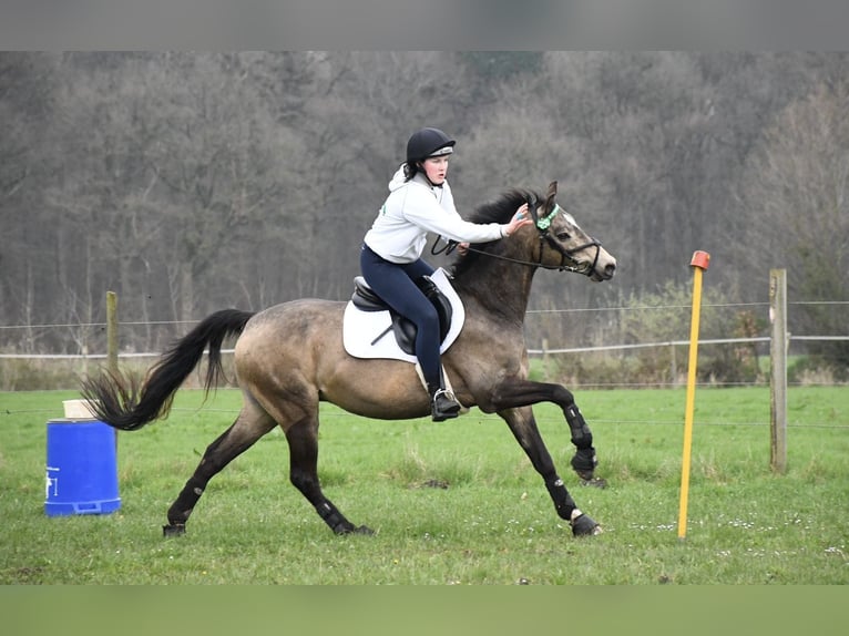 German Riding Pony Gelding 15 years 14,1 hh Dun in Pinneberg