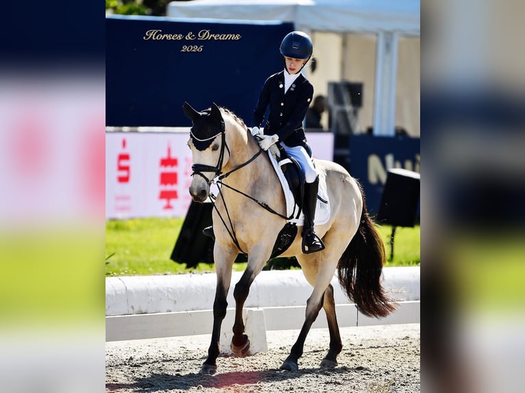 German Riding Pony Gelding 15 years 14,1 hh Dun in Senden