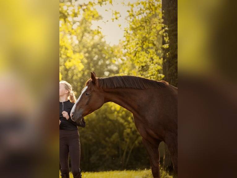 German Riding Pony Gelding 15 years 14,2 hh Chestnut in Billigheim
