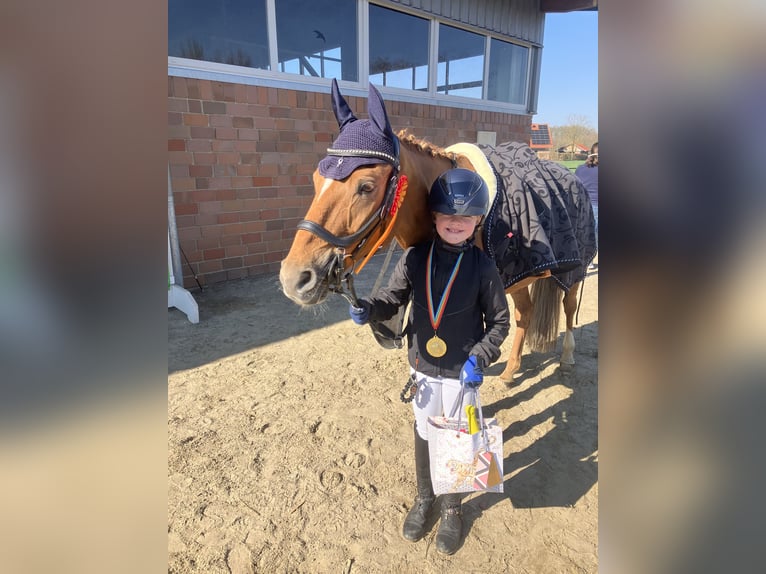 German Riding Pony Gelding 15 years 14,2 hh Chestnut-Red in Ascheberg