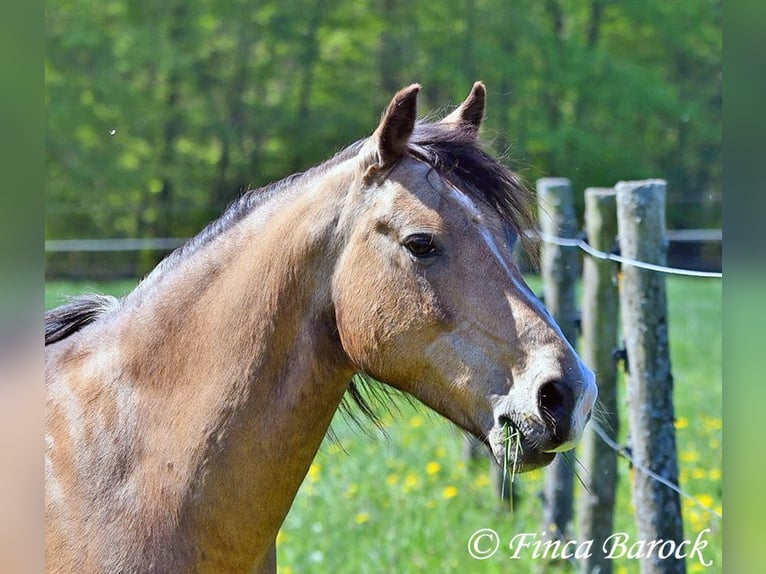 German Riding Pony Gelding 15 years 14,2 hh Dun in Wiebelsheim