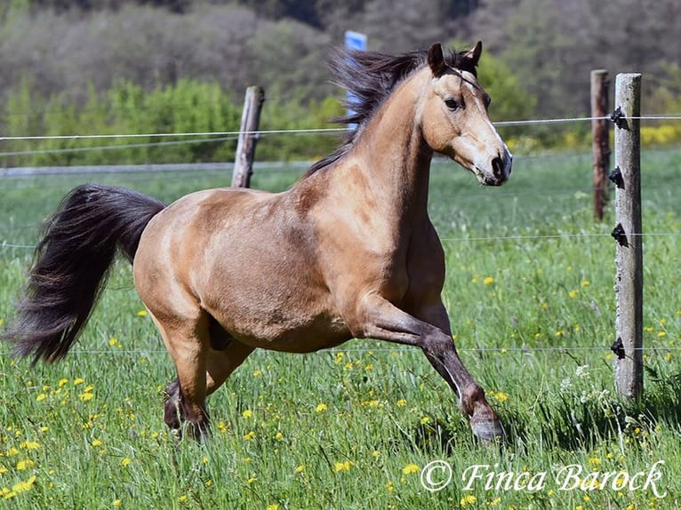 German Riding Pony Gelding 15 years 14,2 hh Dun in Wiebelsheim