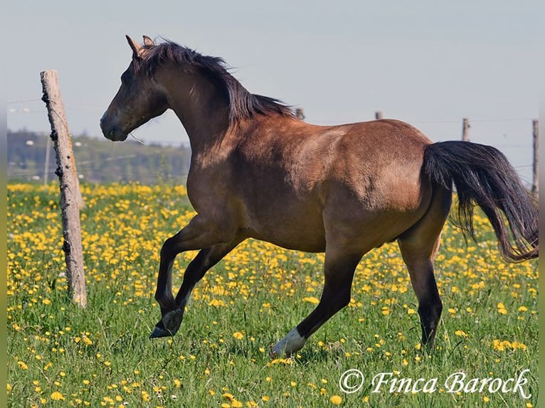 German Riding Pony Gelding 15 years 14,2 hh Dun in Wiebelsheim