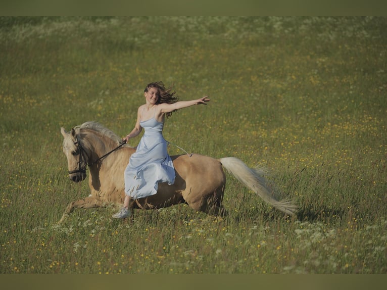 German Riding Pony Gelding 15 years 14,2 hh Palomino in Vechta