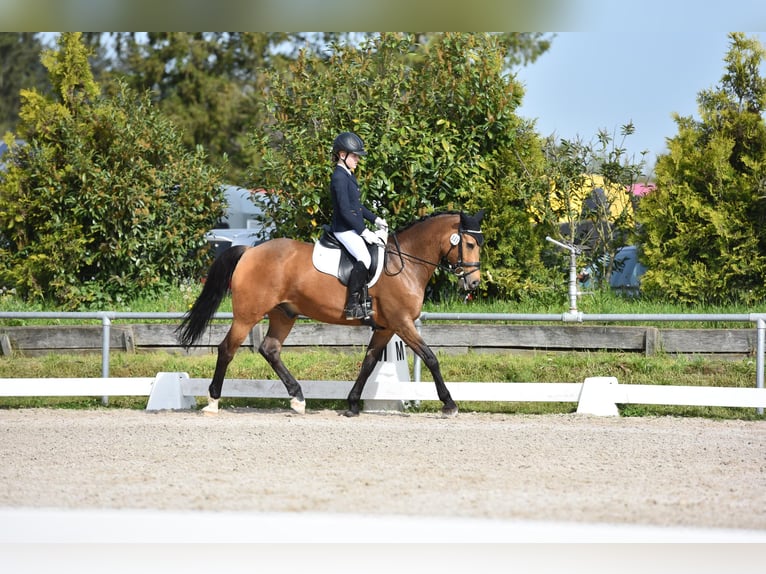 German Riding Pony Gelding 15 years 14,3 hh Dun in Stadecken-Elsheim