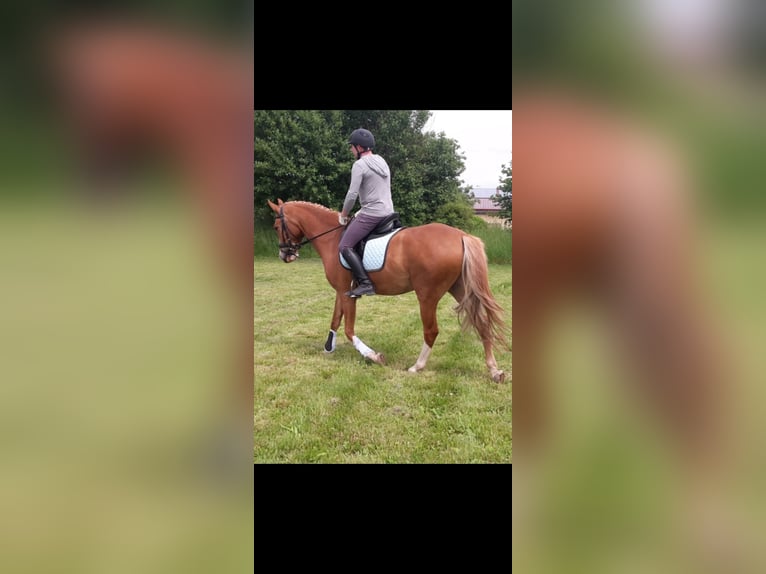 German Riding Pony Gelding 15 years 15 hh Chestnut-Red in Bergkirchen