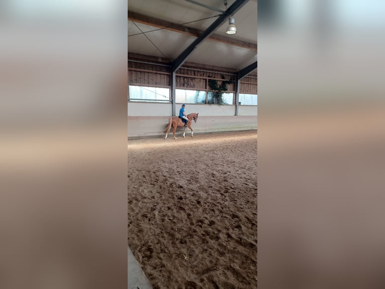 German Riding Pony Gelding 15 years 15 hh Chestnut-Red in Bergkirchen