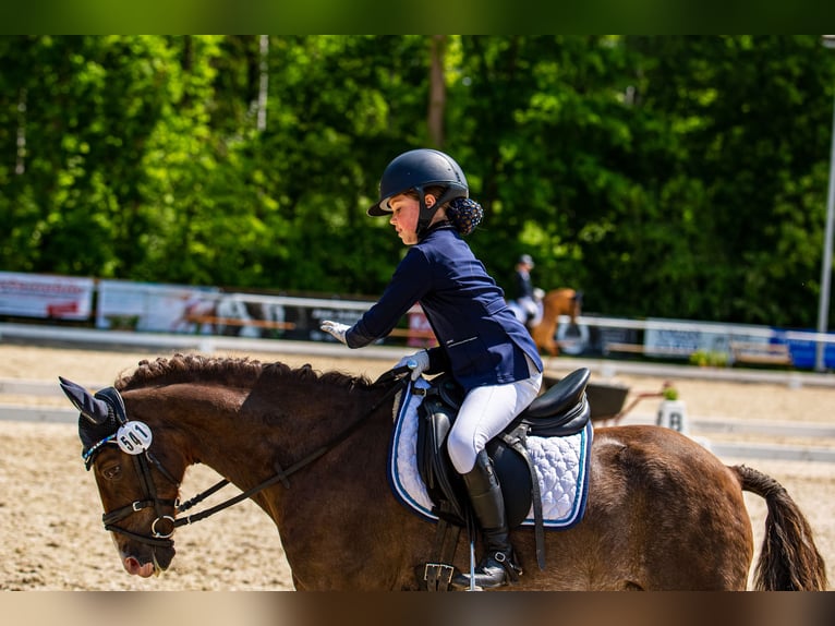 German Riding Pony Mix Gelding 16 years 13,1 hh Chestnut-Red in Burgwedel