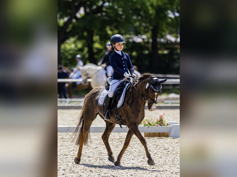 German Riding Pony Mix Gelding 16 years 13,1 hh Chestnut-Red in Burgwedel