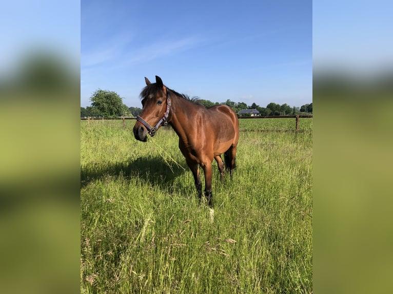 German Riding Pony Gelding 16 years 13.2 hh Brown in Geldern