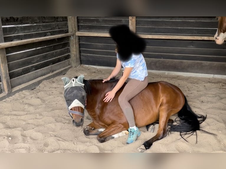 German Riding Pony Gelding 16 years 13.2 hh Brown in Geldern
