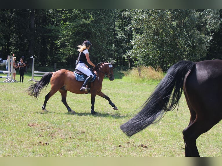German Riding Pony Gelding 16 years 13,2 hh Brown in Lohfelden