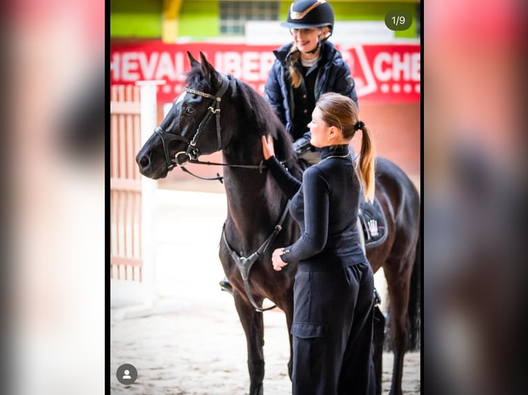 German Riding Pony Gelding 16 years 13,2 hh Smoky-Black in Poznań