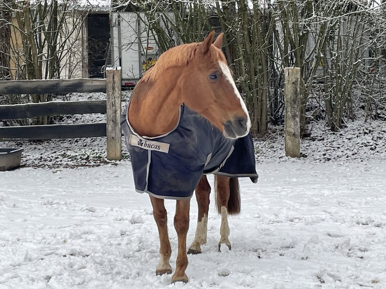 German Riding Pony Gelding 16 years 13.3 hh Chestnut-Red in Wincheringen