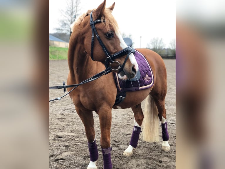 German Riding Pony Gelding 16 years 13,3 hh Chestnut-Red in Wincheringen
