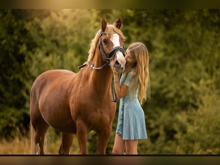 German Riding Pony Gelding 16 years 13,3 hh Chestnut-Red in Wincheringen