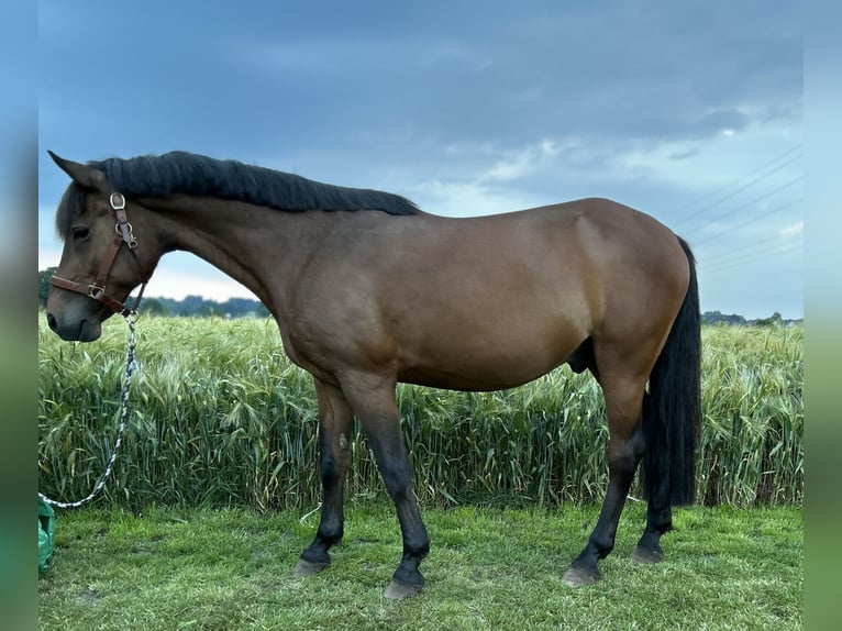 German Riding Pony Gelding 16 years 14,1 hh Bay-Dark in Alfhausen