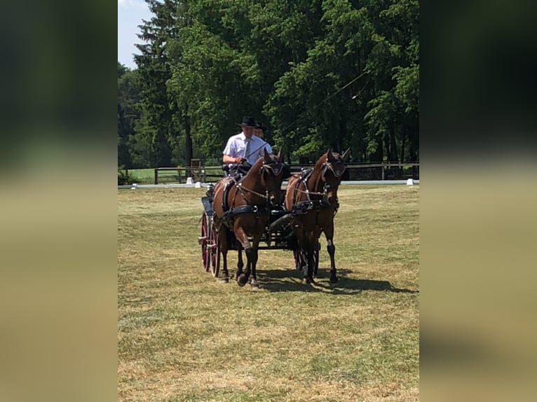 German Riding Pony Gelding 16 years 14,1 hh Bay-Dark in Alfhausen