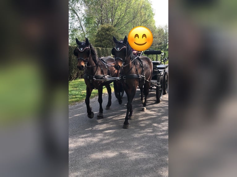 German Riding Pony Gelding 16 years 14,1 hh Bay-Dark in Alfhausen