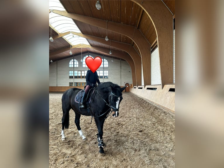 German Riding Pony Gelding 16 years 14,1 hh Black in Wittichenau