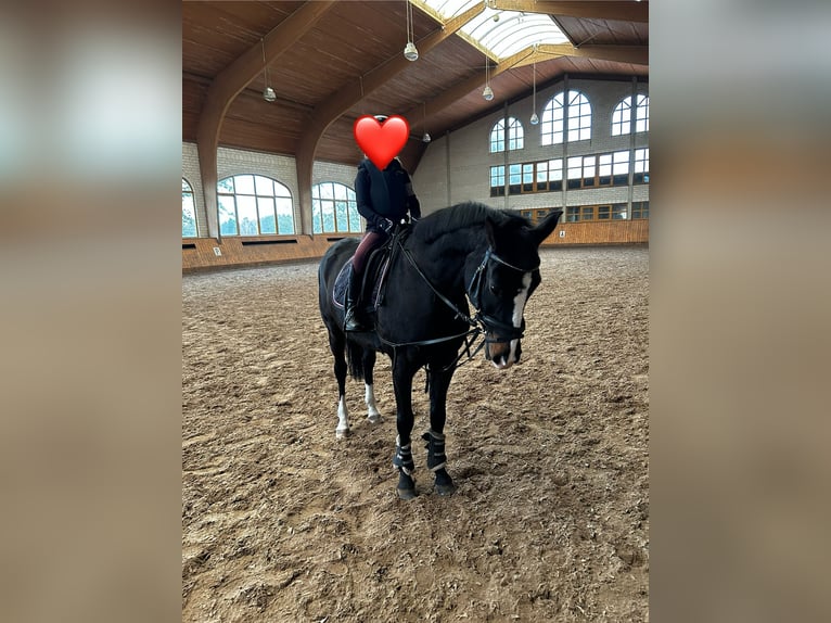 German Riding Pony Gelding 16 years 14,1 hh Black in Wittichenau