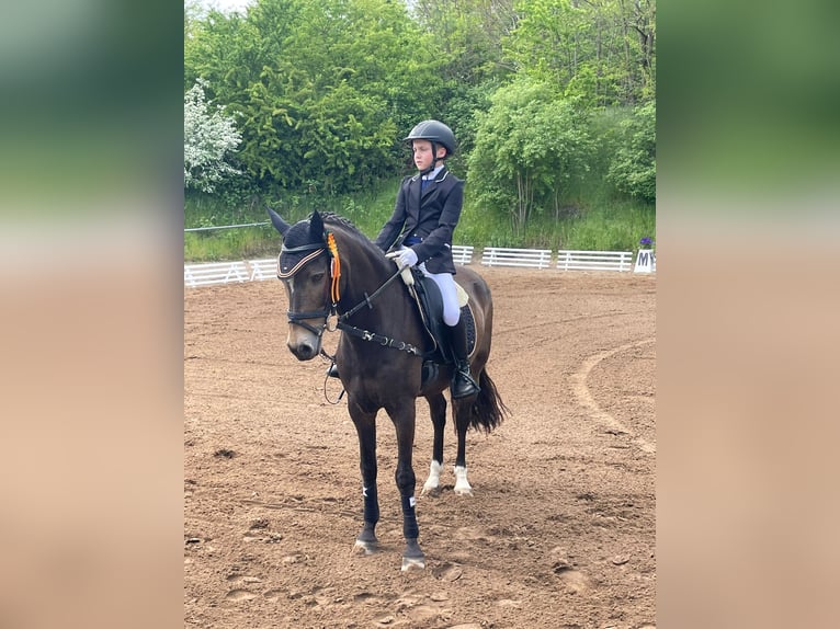 German Riding Pony Gelding 16 years 14,1 hh Dun in Graben-Neudorf