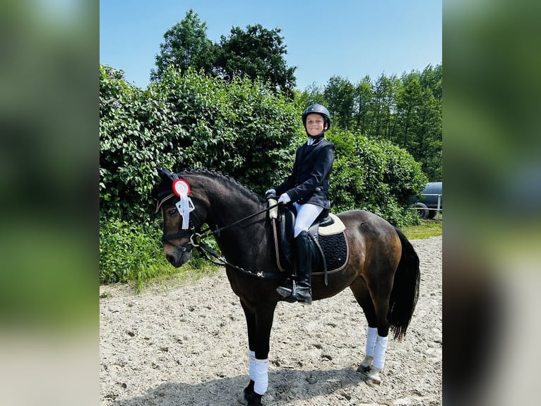 German Riding Pony Gelding 16 years 14,1 hh Dun in Graben-Neudorf