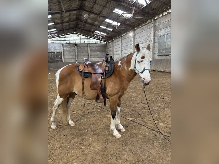 German Riding Pony Mix Gelding 16 years 14.1 hh Pinto in Rostock