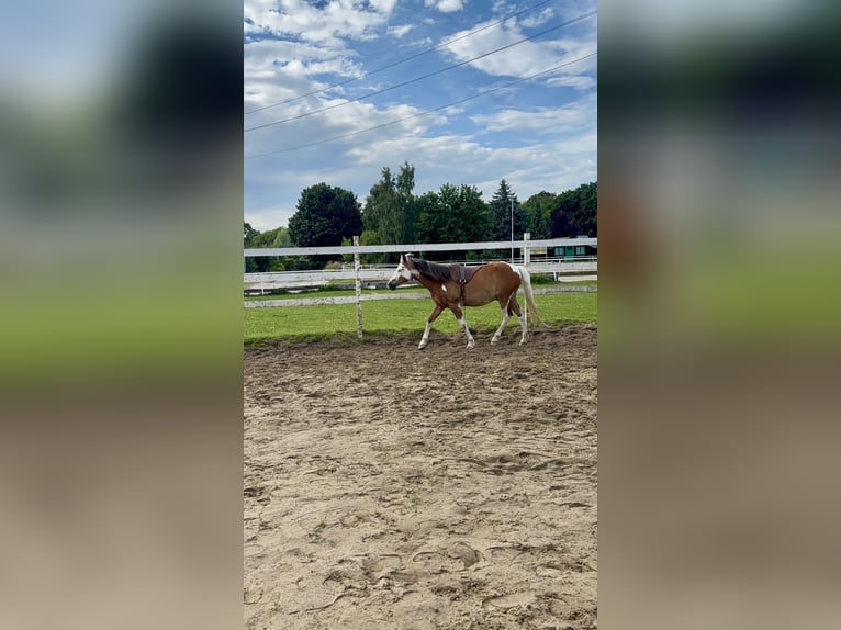 German Riding Pony Mix Gelding 16 years 14.1 hh Pinto in Rostock