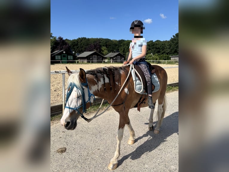 German Riding Pony Mix Gelding 16 years 14.1 hh Pinto in Rostock
