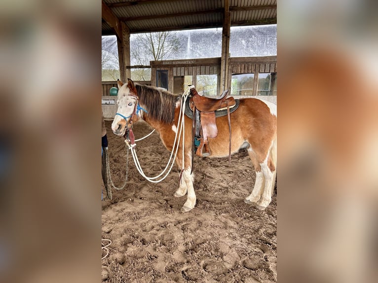German Riding Pony Mix Gelding 16 years 14.1 hh Pinto in Rostock