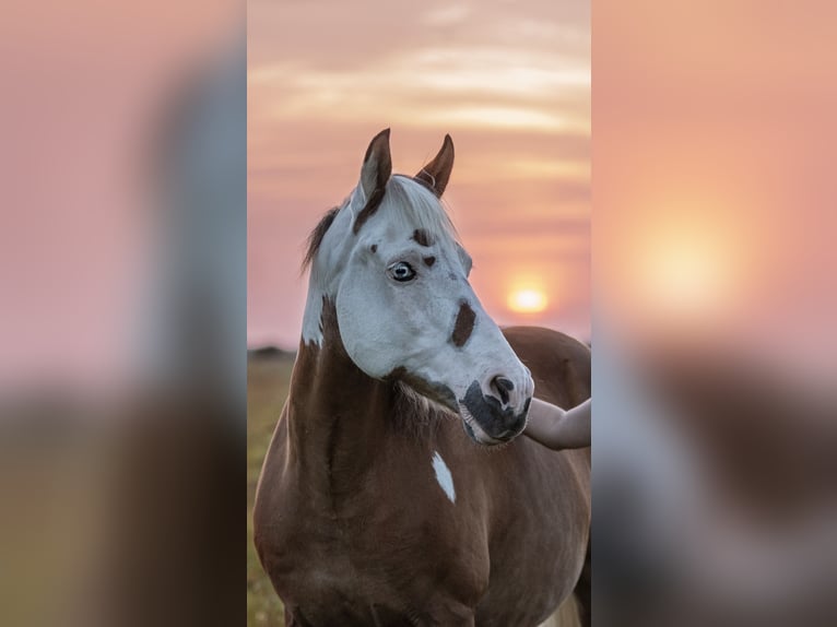 German Riding Pony Mix Gelding 16 years 14.1 hh Pinto in Rostock