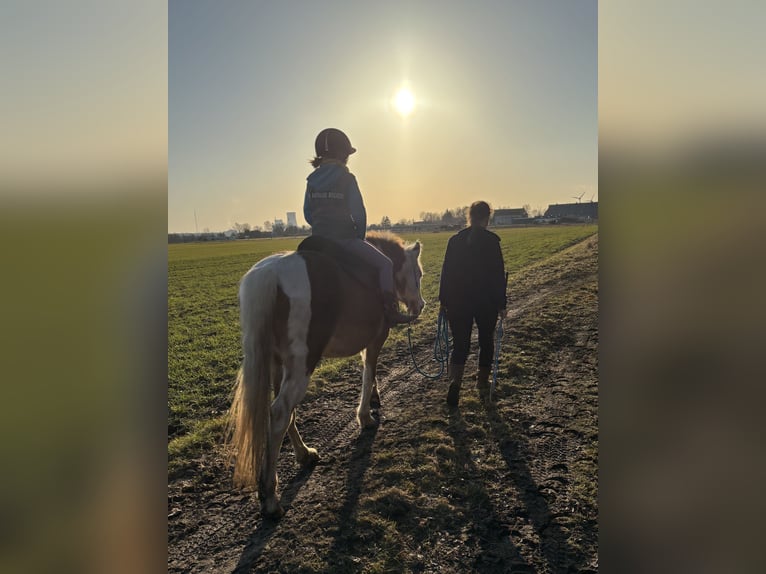 German Riding Pony Mix Gelding 16 years 14.1 hh Pinto in Rostock