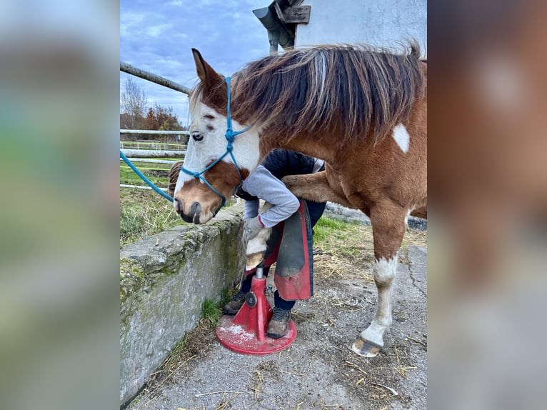 German Riding Pony Mix Gelding 16 years 14.1 hh Pinto in Rostock
