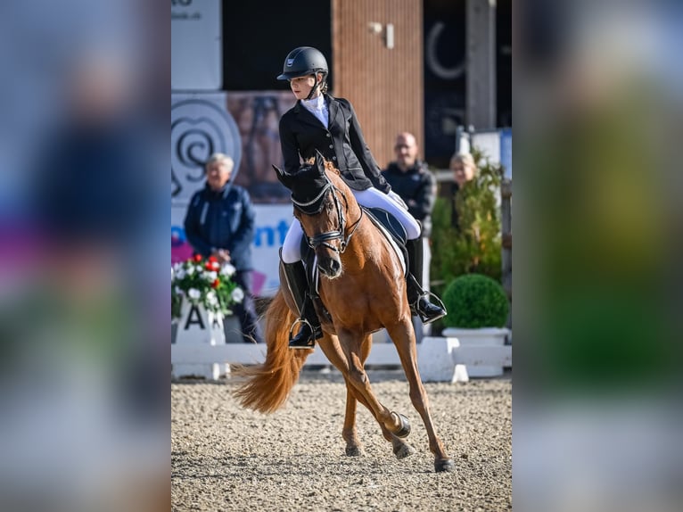 German Riding Pony Gelding 16 years 14,2 hh Chestnut-Red in Malans GR