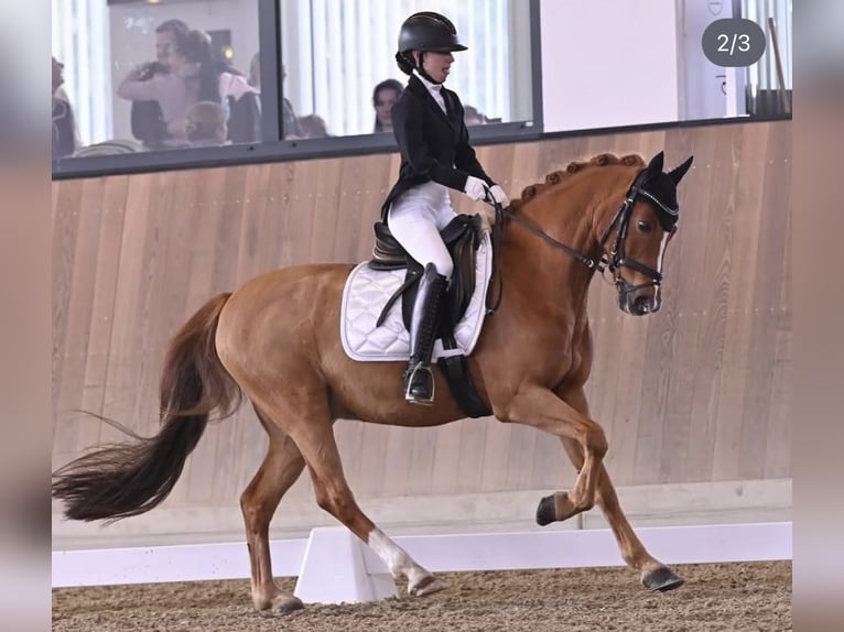 German Riding Pony Gelding 16 years 14.2 hh Chestnut-Red in Mellach