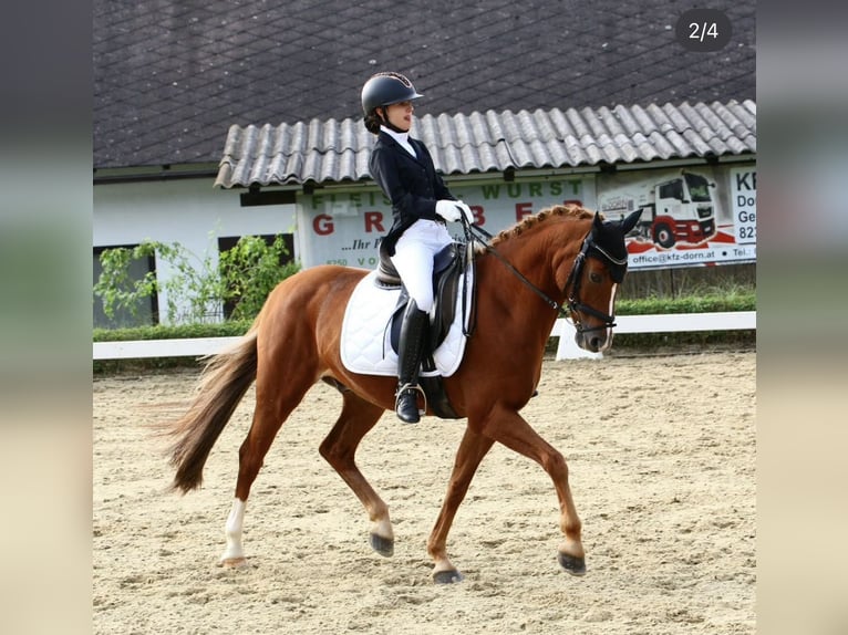 German Riding Pony Gelding 16 years 14.2 hh Chestnut-Red in Mellach