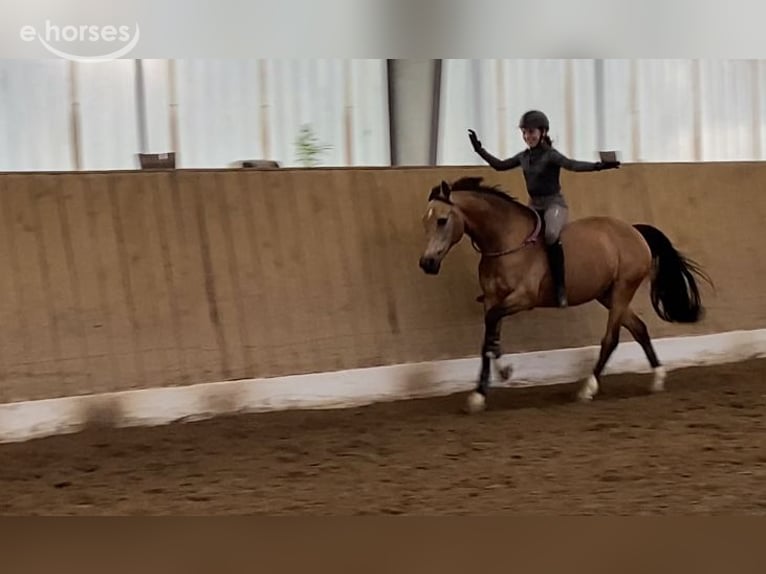 German Riding Pony Gelding 16 years 14.2 hh Dun in Emkendorf