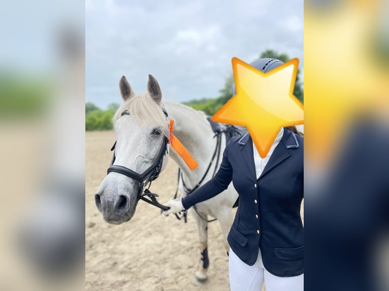 German Riding Pony Gelding 16 years 14,3 hh Gray in Hude (Oldenburg)