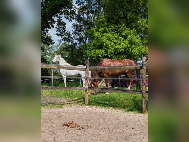 German Riding Pony Gelding 16 years 14,3 hh Gray in Hude (Oldenburg)