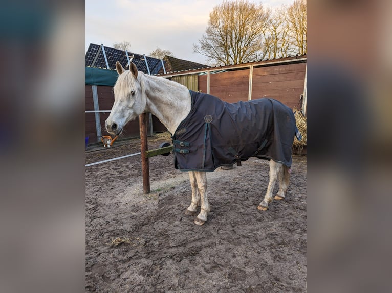 German Riding Pony Gelding 16 years 14,3 hh Gray in Hude (Oldenburg)