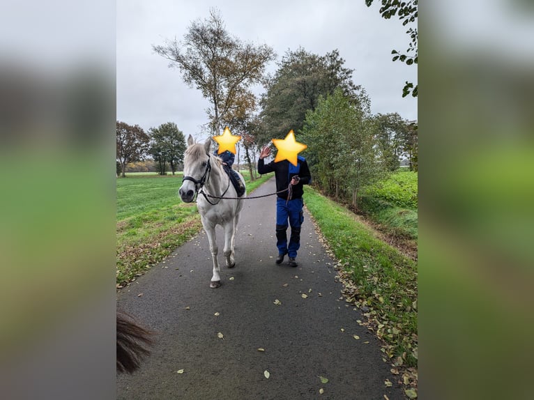 German Riding Pony Gelding 16 years 14,3 hh Gray in Hude (Oldenburg)